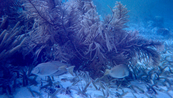 Cropped-reef-fish-politilly